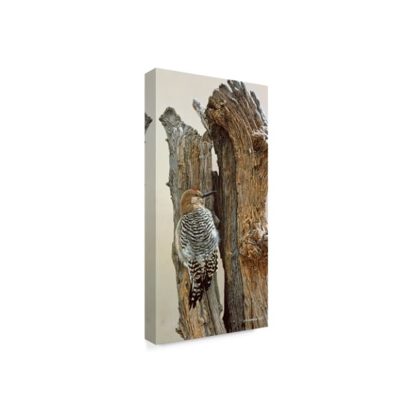 Ron Parker 'Gila Woodpecker' Canvas Art,24x47